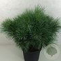 Pinus strobus 'Radiata' 40-50 cm 10L