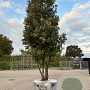 Quercus ilex GM container meerstammig solitair