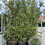 Quercus suber GM 50L meerstammig