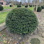 Taxus baccata 120-130 cm draadkluit bol