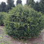 Taxus baccata 150-160 cm draadkluit bol