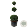 Taxus baccata 150-175 cm cont. 180L trio bol