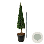 Taxus baccata 200-220 cm draadkluit rose