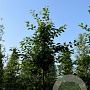 Prunus a. 'Hedelfinger' 20-25 HA cont. 130L