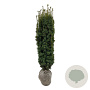 Taxus b. 'David' 120-140 cm met kluit extra