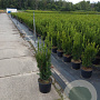 Taxus media 'Hillii' 60-80 cm 7,5L