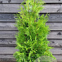 Thuja occ. 'Brabant' 140-160 cm met kluit