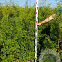 Thuja occ. 'Brabant' 140-160 cm met kluit