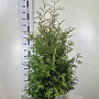 Thuja occ. 'Brabant' 140-160 cm met kluit