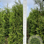 Thuja occ. 'Brabant' 140-160 cm met kluit