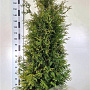 Thuja occ. 'Brabant' 160-180 cm met kluit