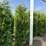 Thuja occ. 'Brabant' 160-180 cm met kluit