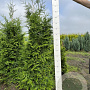 Thuja pl. 'Excelsa' 160-180 cm met kluit