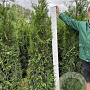 Thuja pl. 'Martin' 180-200 cm met kluit