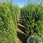 Thuja pl. 'Martin' 200-225 cm met kluit extra