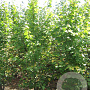 Tilia cordata 150-175 cm draadkluit meerstammig 80-100 breed