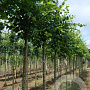 Tilia cordata 'Roelvo' 6-8 HO draadkluit