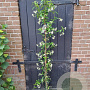 Trachelospermum jasminoides 125-150 cm 3,0L Gestokt
