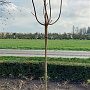 Acer plat. 'Crimson Sentry' 12-14 HO Cocoskluit