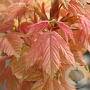Acer pseud. 'Brilliantissimum' 10-12 HO 45L