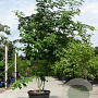Acer rufinerve 250-300 cm cont. 150L meerstammig