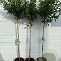 Viburnum tinus 110 cm stam 7,5L