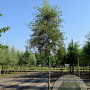 Alnus glutinosa 'Imperialis' 300-350 cm cont. 130L meerstammig