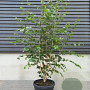Betula utilis 'Doorenbos' 200-250 cm 45L meerstammig