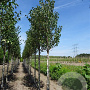 Betula albosin. 'Fascination' 12-14 HO Cocoskluit