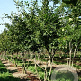 Carpinus betulus 350-400 cm Cocoskluit meerstammig