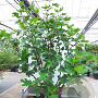 Ficus carica GM container solitair