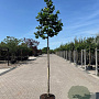 Corylus 'Corabel' 12-14 HO cont. 90L