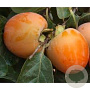 Diospyros kaki 14-16 HA cont. 90L
