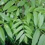 Fraxinus excelsior 250-300 cm cont. 150L meerstammig