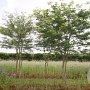 Gleditsia triacanthos inermis 20-25 HO Cocoskluit