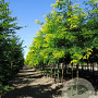 Gleditsia triac. 'Sunburst' 18-20 HO cont. 130L