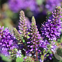Hebe 'Autumn Blue' GM 2,0L