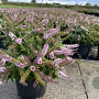 Hebe 'Midsummer Beauty' GM C5