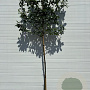 Prunus l. 'Novita' 8-10 HO 25L lei 120x120