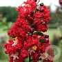 Lagerstroemia indica 'Dynamite' 250-300 cm cont. 150L meerstammig