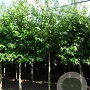 Liquidambar styraciflua 18-20 cm draadkluit