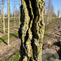 Liquidambar styraciflua 14-16 HO container