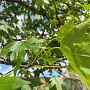 Liquidambar styraciflua 20-25 HO Cocoskluit