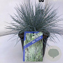 Festuca glauca 'Elijah Blue' 20-25 cm 2,0L