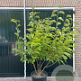 Magnolia 'Heaven Scent' 200-250 cm cont. 90L meerstammig