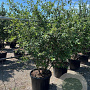 Mespilus germanica 200-250 cm cont. 90L meerstammig