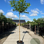 Morus alba 'Fruitless' 12-14 HO 45L 225 cm stam