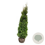 Thuja occidentalis 'King of Brabant' 225-250 cm met kluit extra