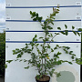 Amelanchier lamarckii 80-100 cm 7,5L