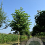 Platanus or. 'Minaret' 500-600 cm container meerstammig
